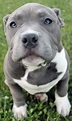 Blue Nose PitBull Facts & Everything You Need to Know