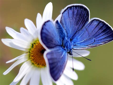 Blue Butterflyinspiring Hope Blue Butterfly Butterfly Photos