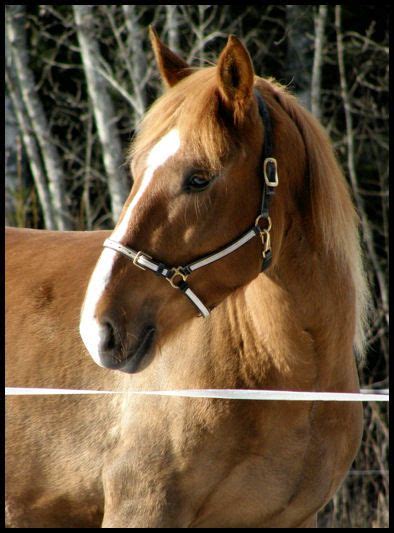 pin  finnish horse