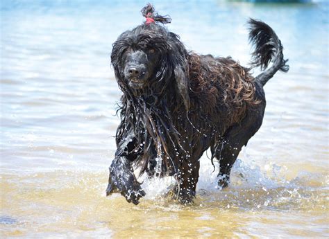 Bébés cão de água desta ninhada. Conheça a história apaixonante do Cão de Água Português ...