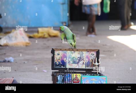 Parrot With Pictures Of Gods And Goddesses Stock Photo Alamy