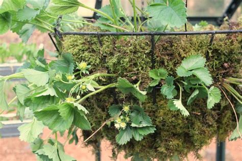 Building a hanging planter out of rain gutters allows you to grow the fruits and vegetables you want while keeping your yard or patio space free and clear. How to Make a Strawberry Hanging Basket - One Hundred ...