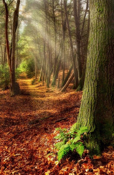 Serenity Of The Forest Is A Photograph By Bill Wakeley A Serene Trail