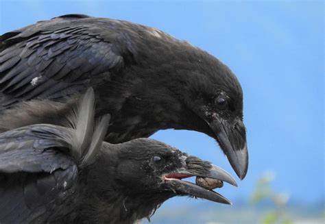9 Fascinating Facts About Common Ravens Birds And Blooms