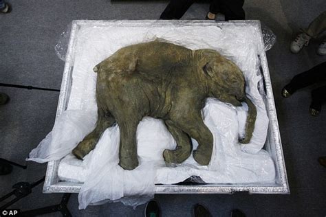 Frozen In Time Worlds Best Preserved Baby Mammoth Goes On Sub Zero