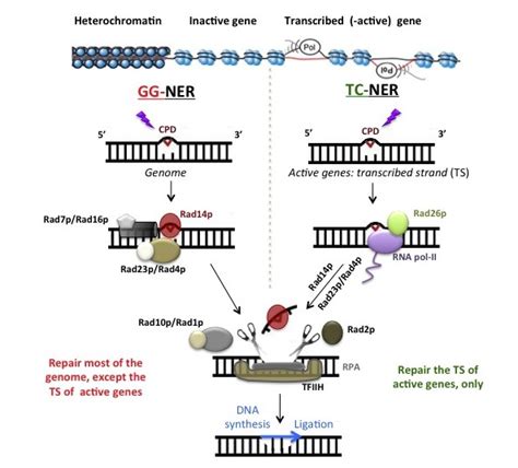 Ner extraction is the first step in answering questions, retrieving information and topic modeling. Antonio Conconi Lab » Projects