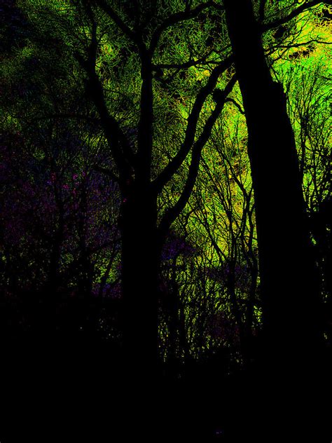 Forest Trees In Highgate Wood 57 Photograph By Artist Dot