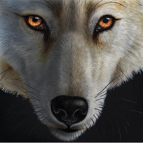 Arctic Wolf By Jurek Zamoyski