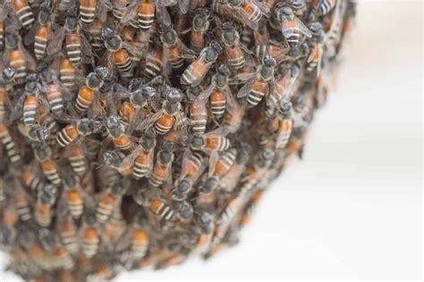 Why And How Bees Swarm Perfectbee In 2020 Bee Swarm Bee Bee Keeping