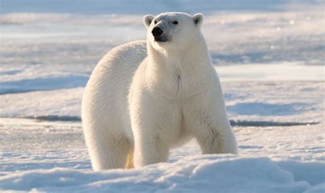 20 Polar Bear Facts And Information For Kids Tail And Fur