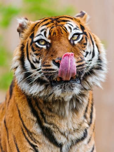 Sumatran Tigress Licking Her Nose This Is The Pretty Femal Flickr