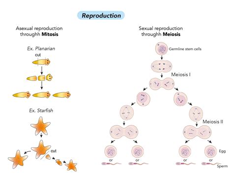 Why Cell Division Is Important Rs Science