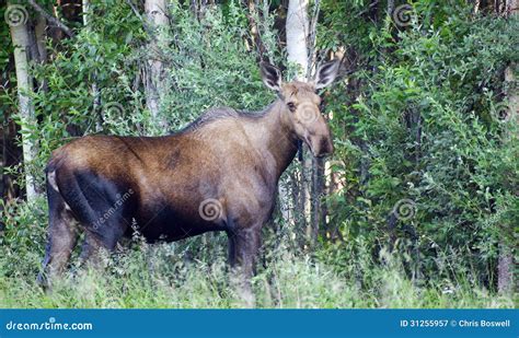 Giant Alaskan Moose Female Feeds On Leaves Forest Edge Stock Image