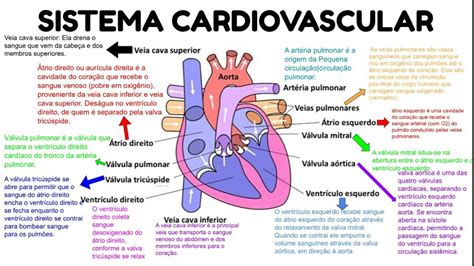 Mapa Mental Sistema Cardiovascular Anatomia I
