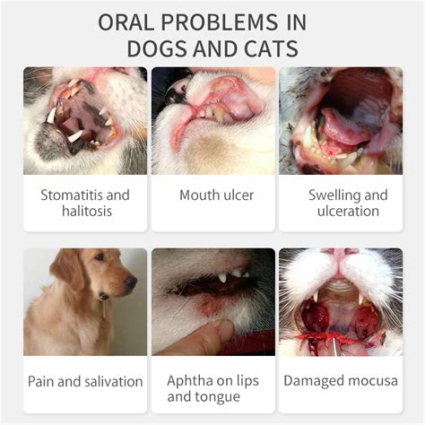 Dog Mouth Ulcers Stomatitis In Dogs Canker Sores On Dogs Treatment