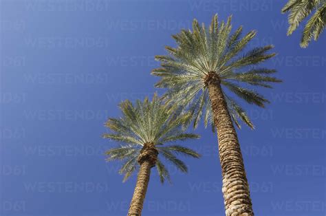Usa Nevada Las Vegas Palm Trees Against Blue Sky Low Angle View