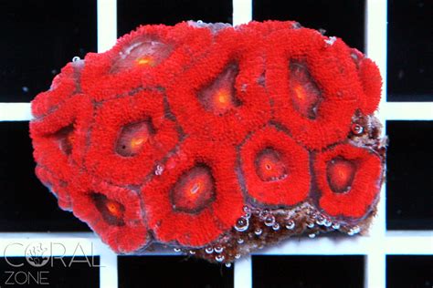Micromussa Amakusensis Coral Zone