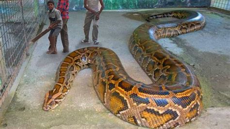 Best Python Snake Photos You Never Seen Before Animals Comparison 31b