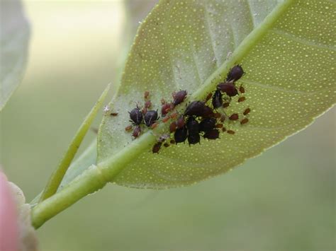 Brown Citrus Aphids On Citrus Leaf Pest Toxoptera Citrici Flickr