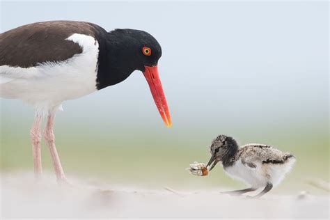 2017 Audubon Photography Awards The Atlantic