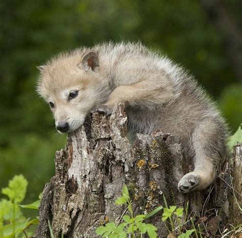 Beautiful Wildlife Wolf Pup By © Jim Zuckerman Baby