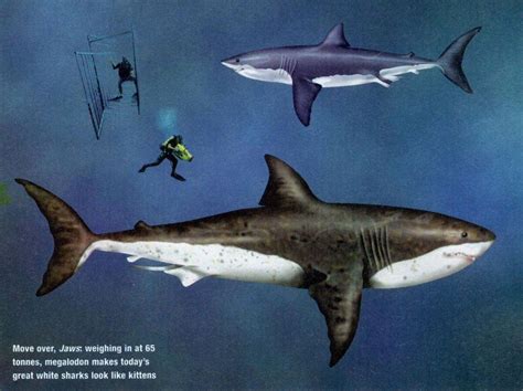 Total Size Of Giant Prehistoric Mega Shark Revealed Shropshire Star