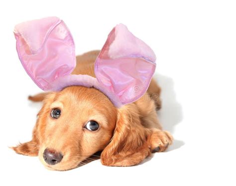 Bunny dachshund Πάσχα στοκ εικόνα εικόνα από dachshund 4376209