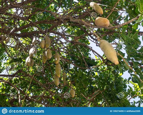 The Kigelia Africana Sausage Tree Or Bignoniaceae Is Only One
