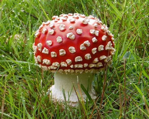 Picture Of A Magic Mushroom All Mushroom Info