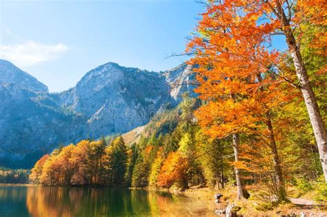 Autumn Trees On The Shore Of Lake In Austrian Alps Stock Photo Image