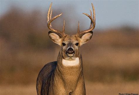 Illinois Hunters Harvest More Than 158 000 Deer During 2022 2023 Seasons