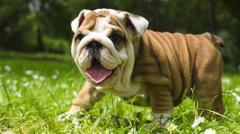 British Bulldog Hd Wallpapers Hd Wallpapers Id 20744