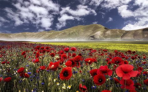 Field Flowers Mountains Maki Home Meadow Italy Town