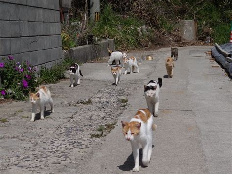 Ten Skinny Cats Who Would Love A Place To Call Home I D Take Them All