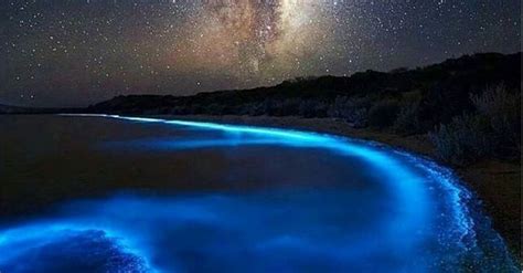 What Are Bioluminescent Beaches