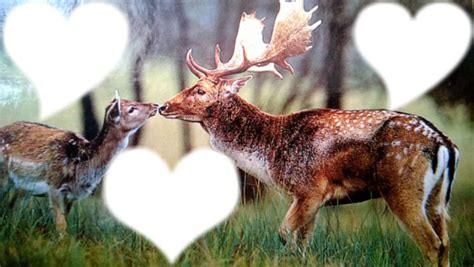 le cerf et la biche amoureux Montage photo  Pixiz