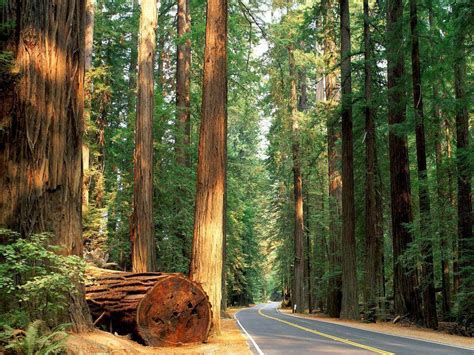 Redwood Forest Wallpapers Wallpaper Cave