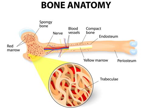 Spongy Bone Vs Compact Bone Know The Difference