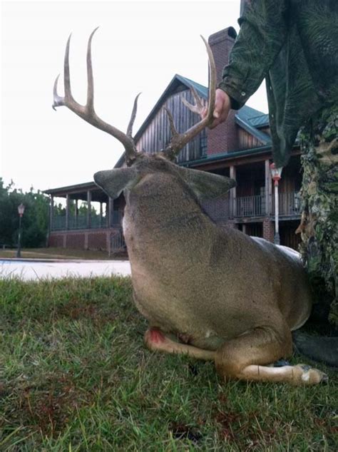 Hunting In Ga Hogs Deer Pheasant Quail Turkey Gum Log Plantation