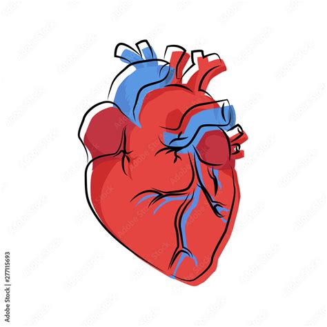 Human Heart Organ Illustration With Offset Contour Vector De Stock