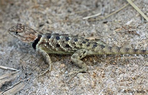Desert Spiny Lizard Sceloporus Magister