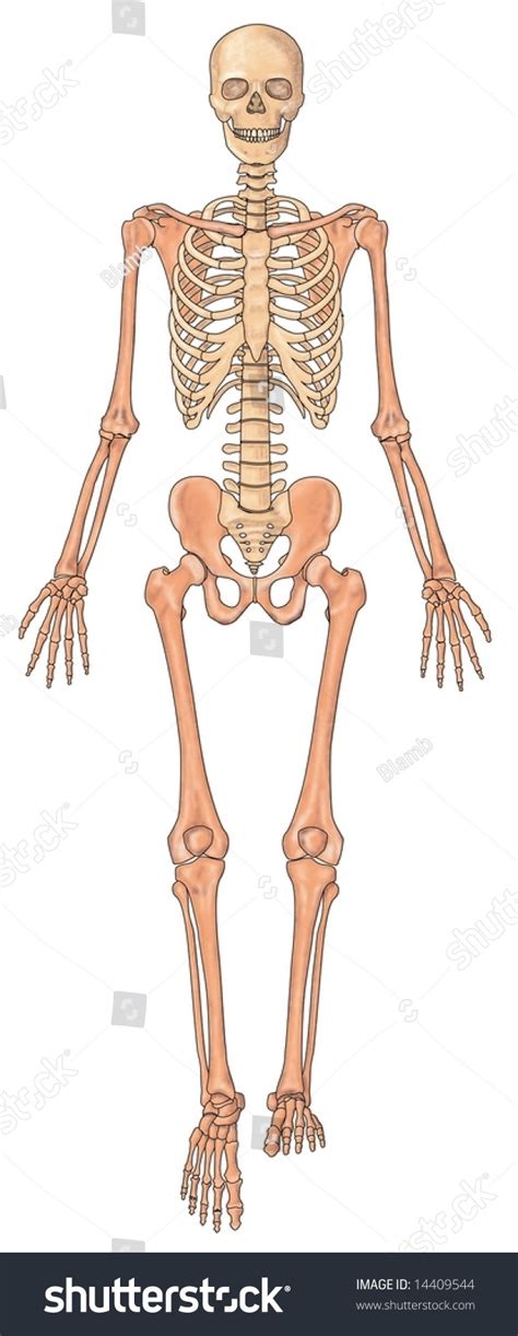 Anterior View Human Skeletal System Stock Photo 14409544