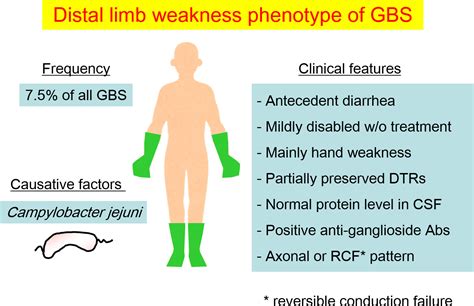 Distal limb weakness phenotype of Guillain Barré syndrome Journal of