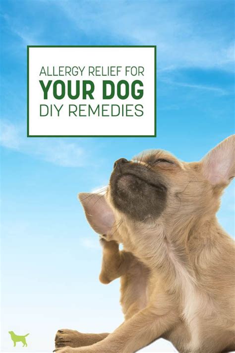 Dog Remedies Allergy Remedies Eczema Remedies Allergy Symptoms