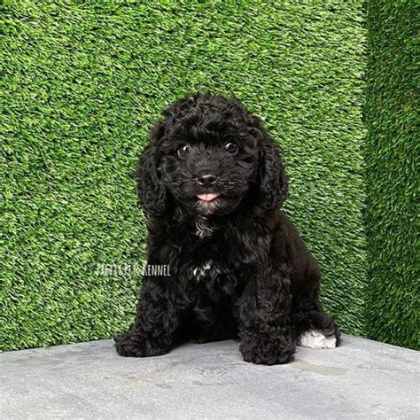 Cavapoo Dogs For Sales In Singapore Price And Review Pretty Pets Kennels