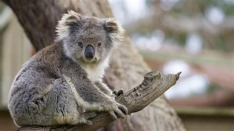 Animal Koala Hd Wallpaper Hd Wallpapers