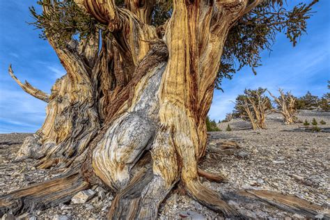 The Ancients Ancient Bristlecone Pine Forest California