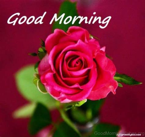Good Morning Wishes With Flowers | Rose flower wallpaper ...