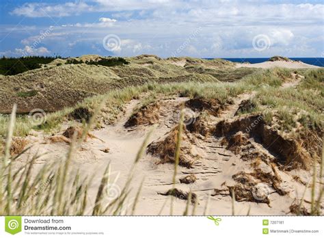 Denmark Sand Dunes Stock Image Image Of Jutland Sand