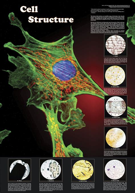 Cell Structure Poster Klm Bio Scientific
